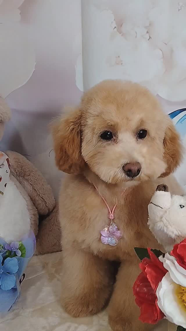 ロムくん🐶