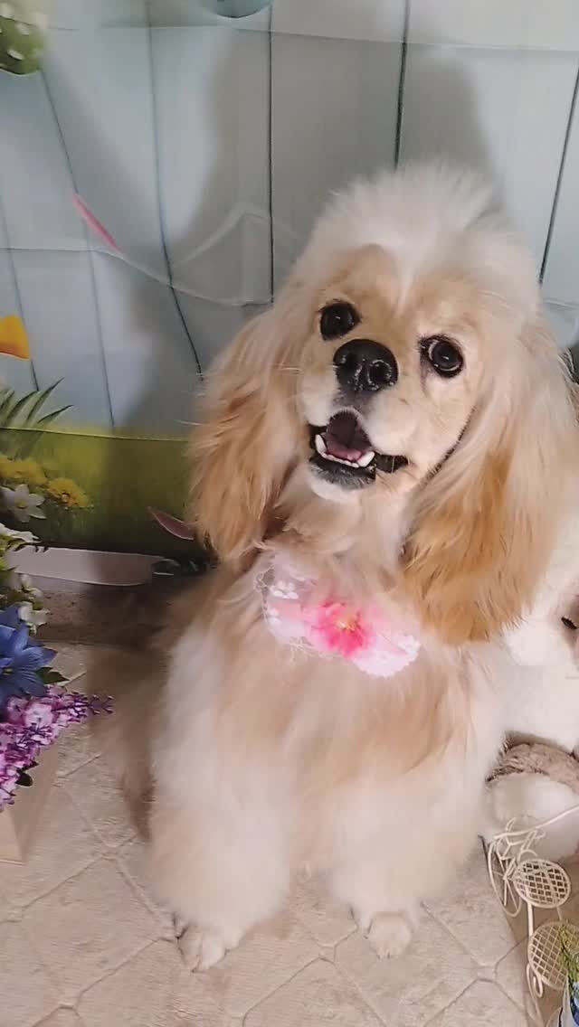 ペコちゃん🐶