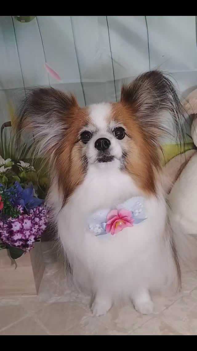 ライスちゃん🐶