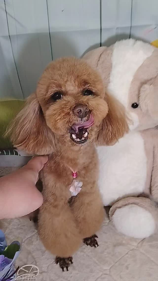 モコちゃん🐶