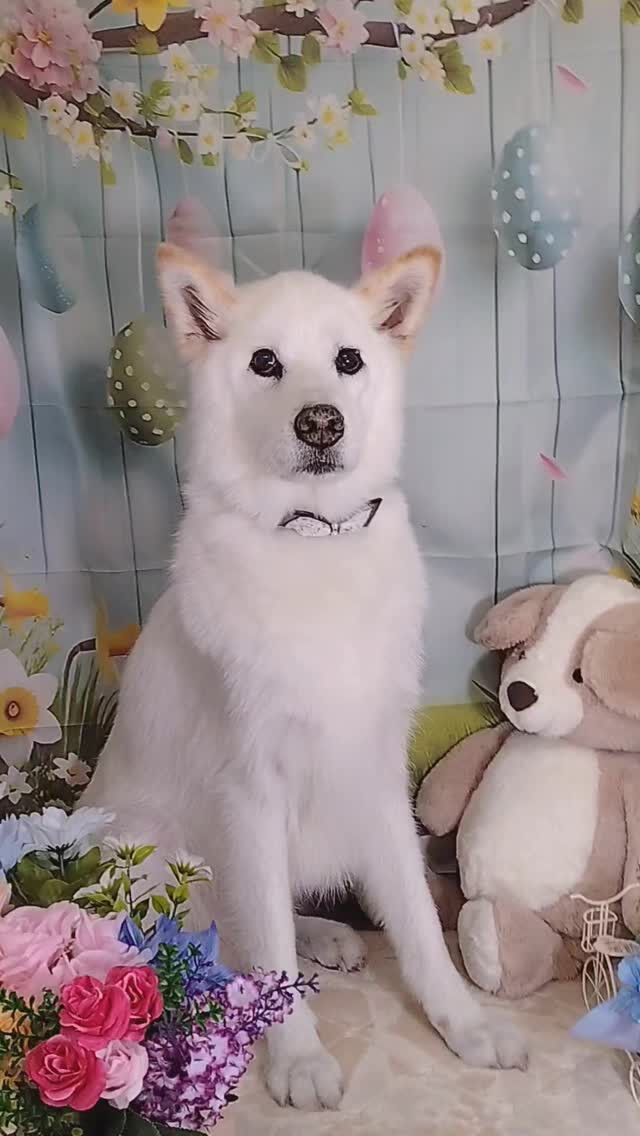 虎太朗ちゃん🐶