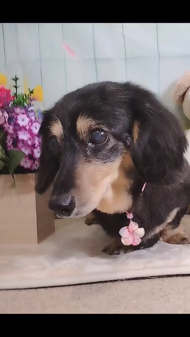 マロンちゃん🐶