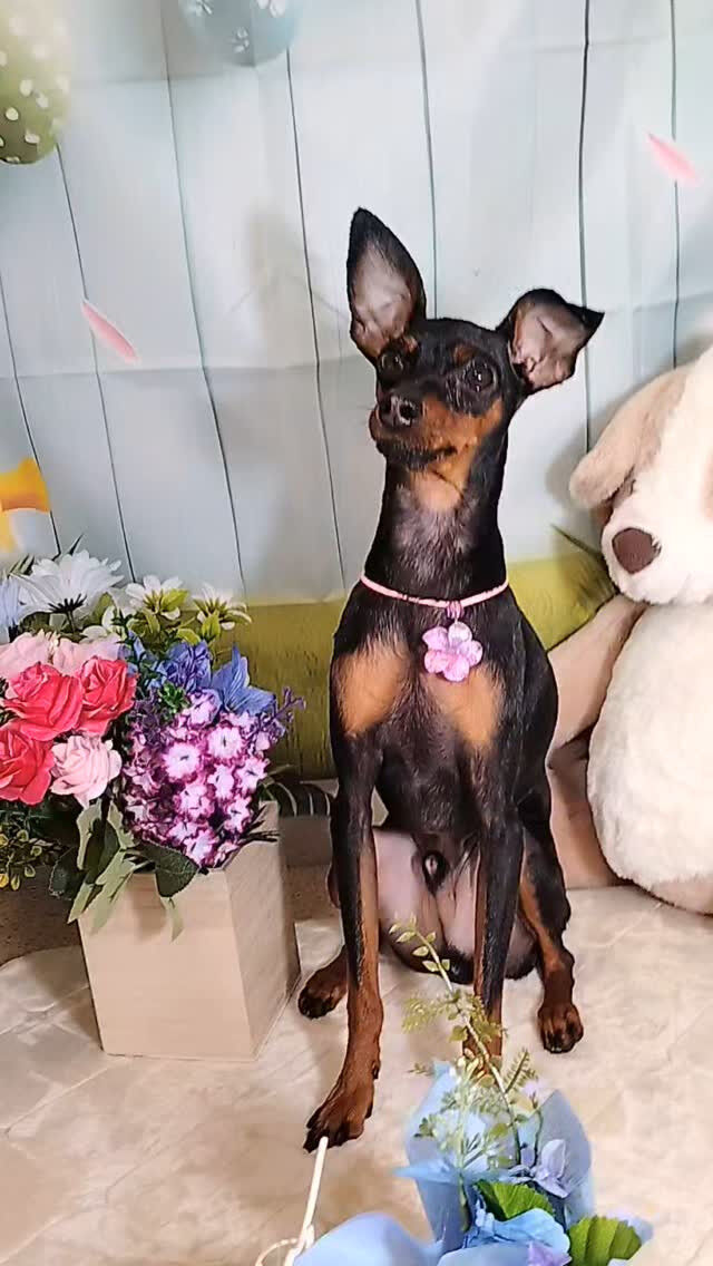 ライちゃん🐶