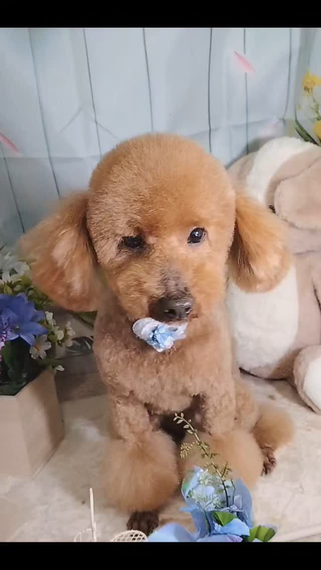 ムギちゃん🐶