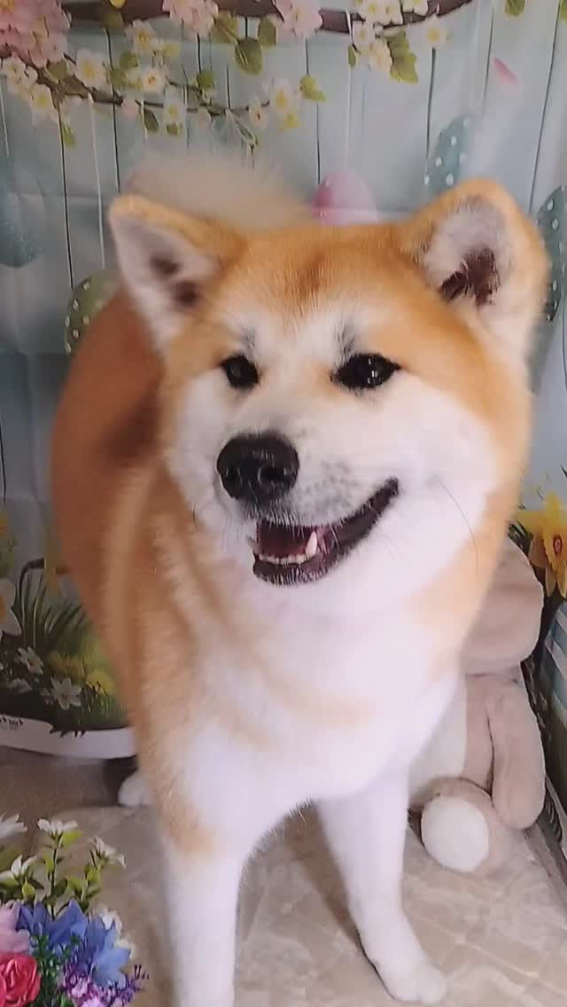 輝ちゃん🐶