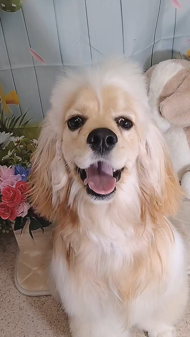 ペコちゃん🐶