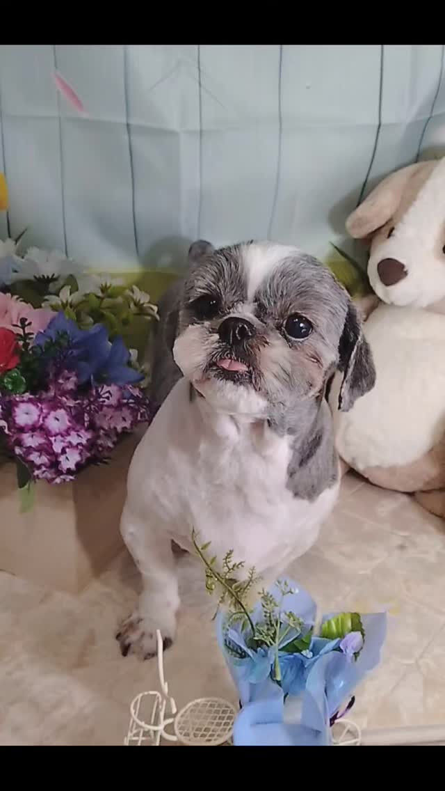もんちゃん🐶