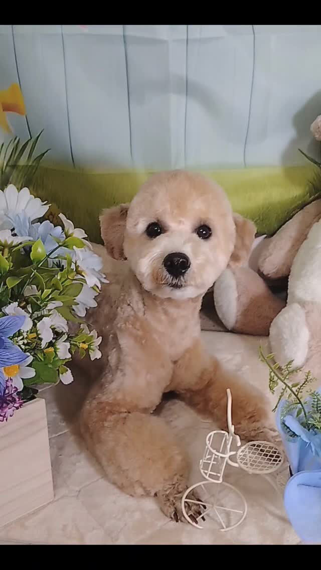 うたちゃん🐶