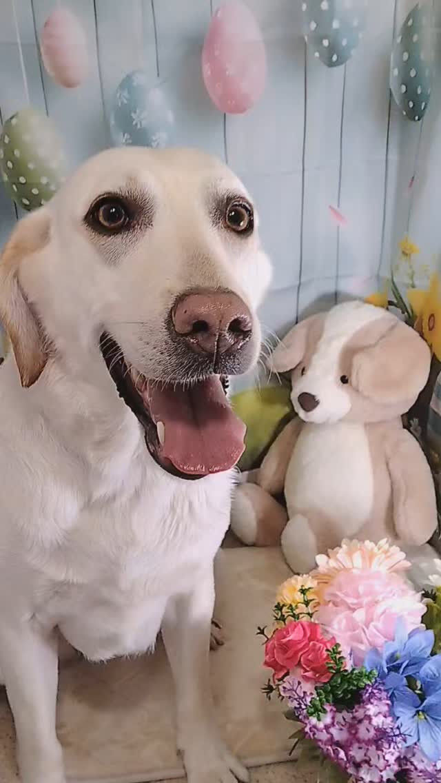 シータちゃん🐶