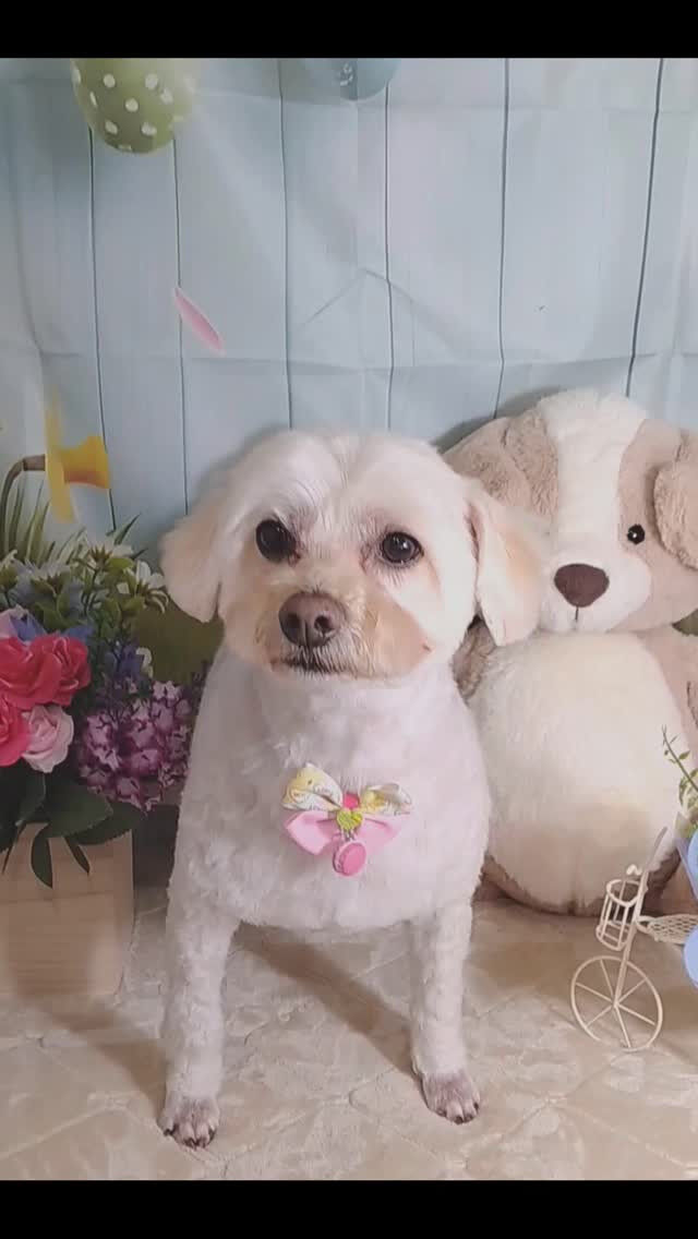 ココちゃん🐶