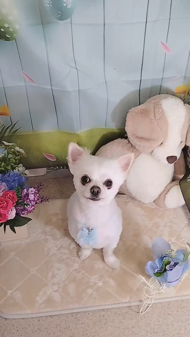 ミルクちゃん🐶