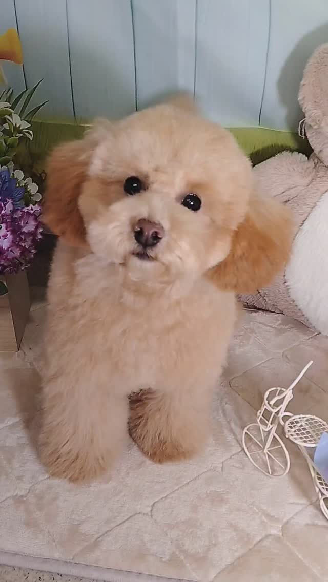 ロムくん🐶