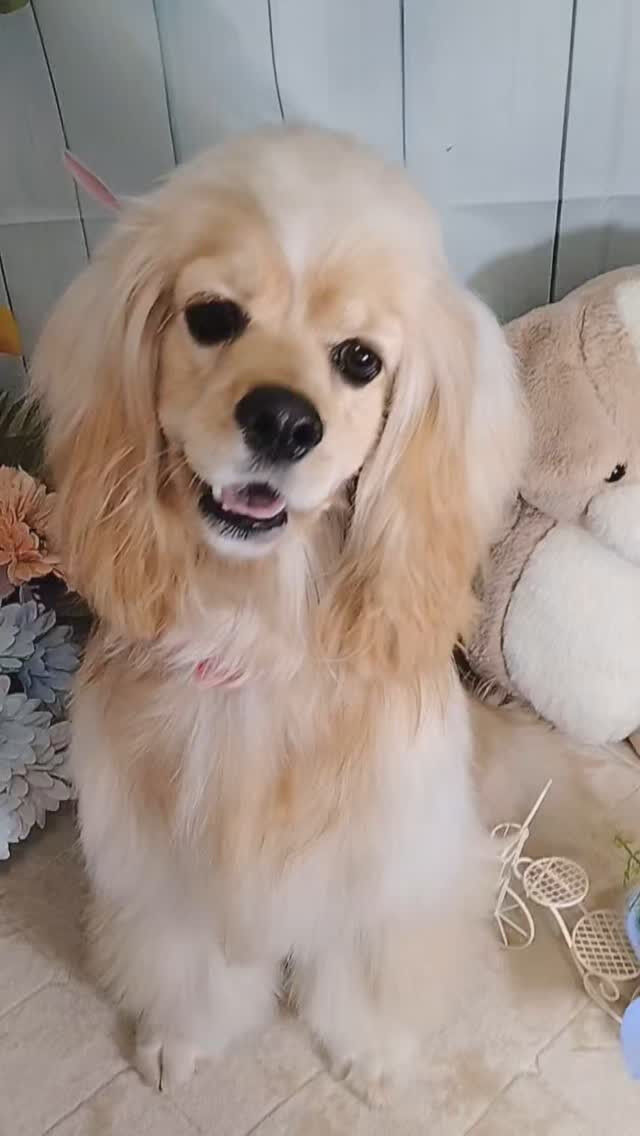 ペコちゃん🐶