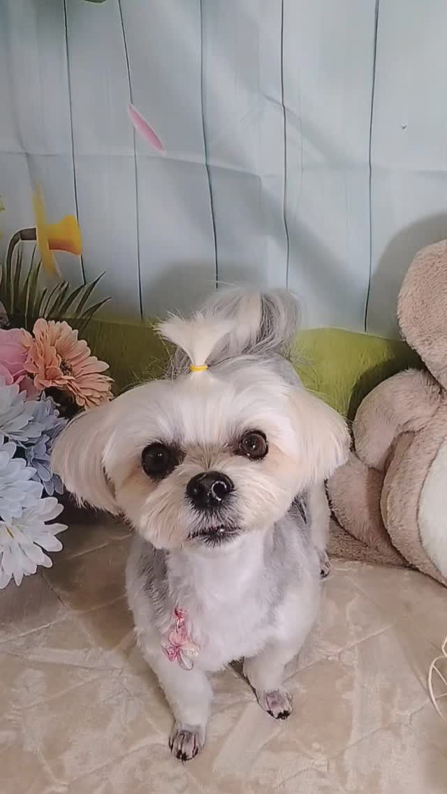 のんちゃん🐶