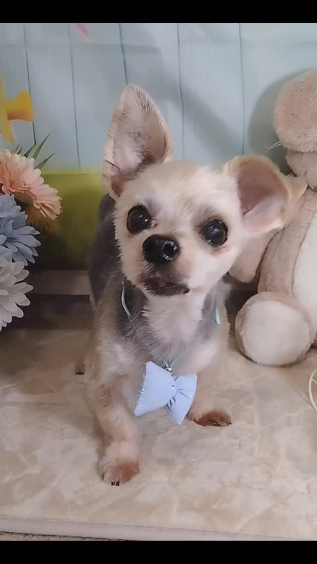 鈴太郎くん🐶