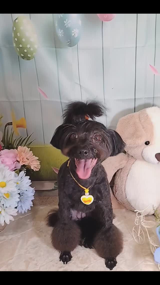 ナツちゃん🐶