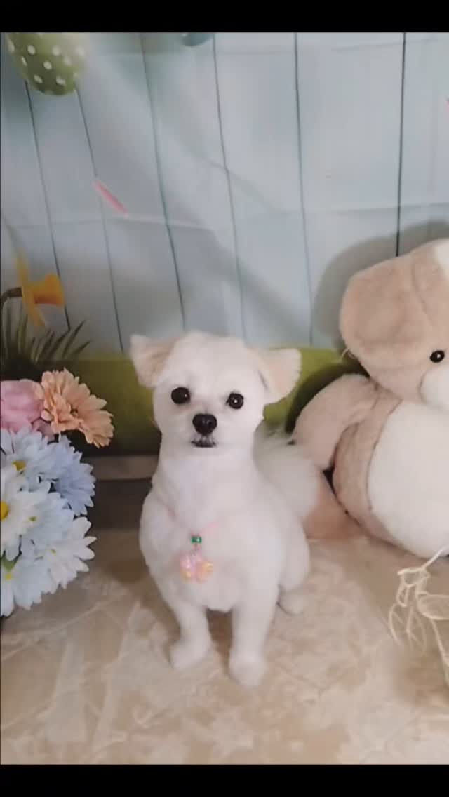 ゆきちゃん🐶