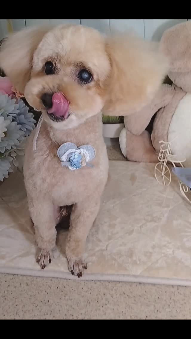マロンちゃん🐶