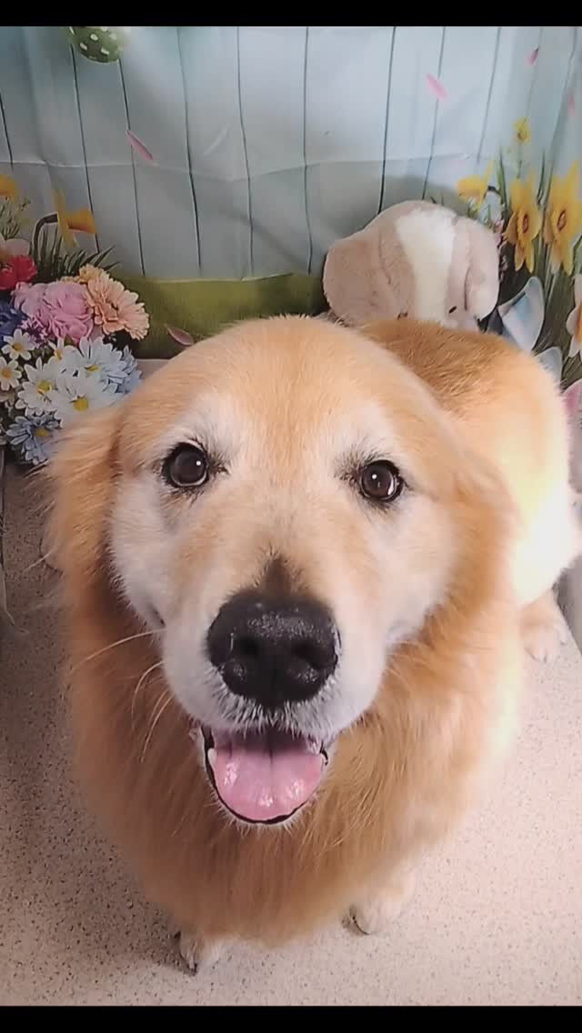 ココちゃん🐶