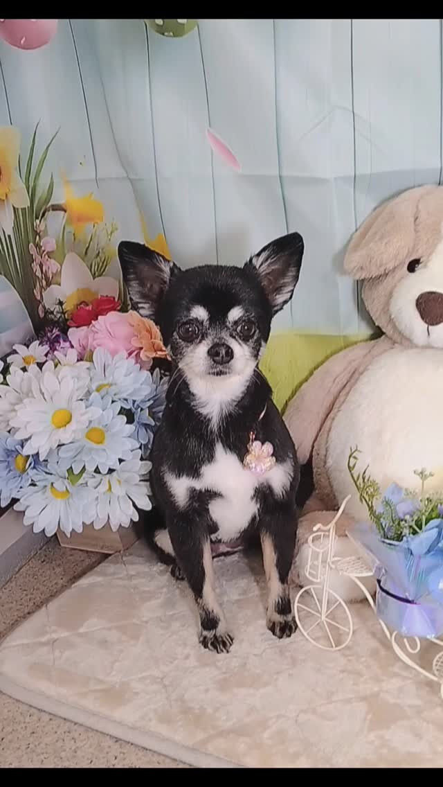 ラズちゃん🐶