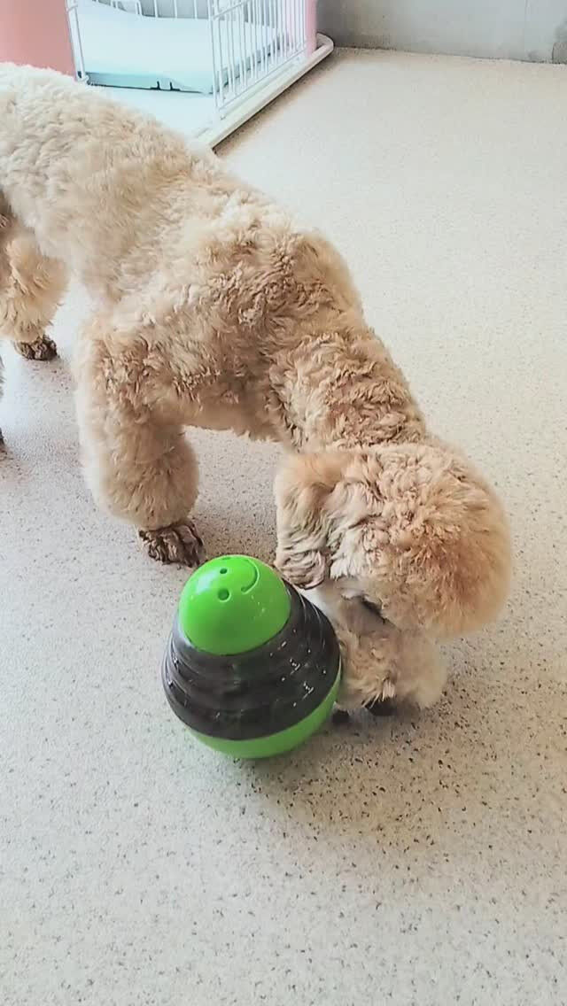 看板犬その２、うたちゃんの楽しみの１つ