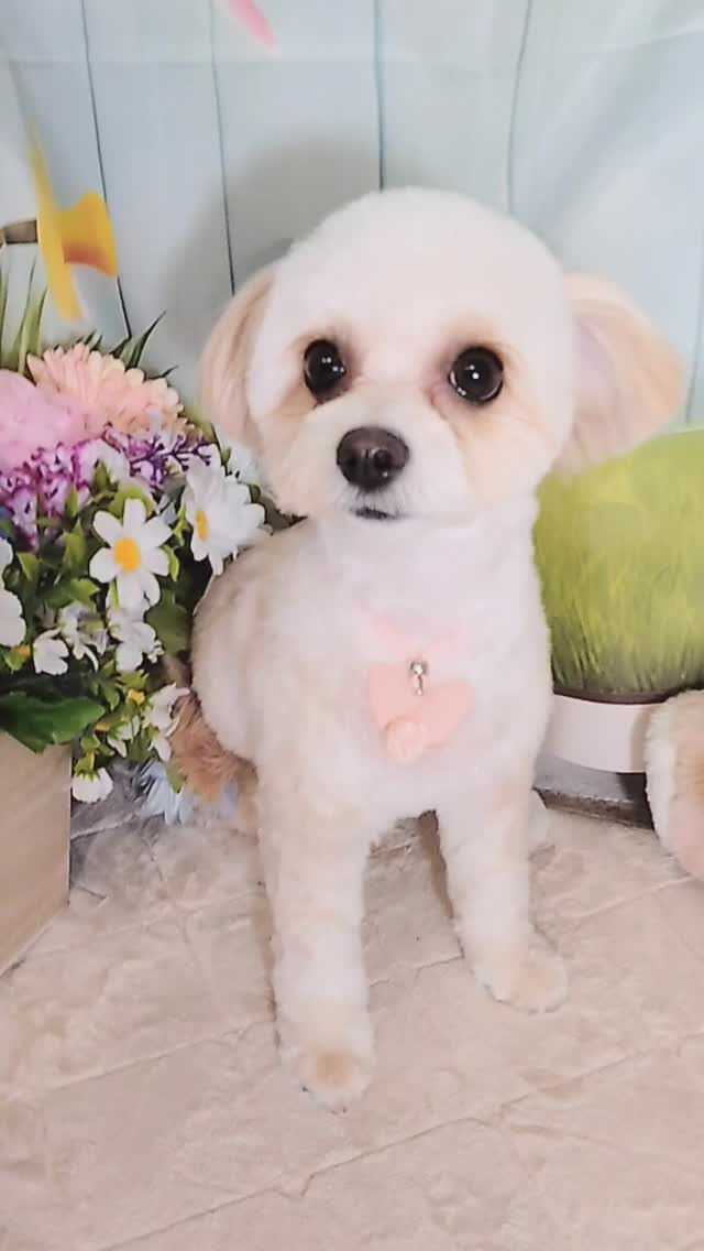 みぅちゃん🐶
