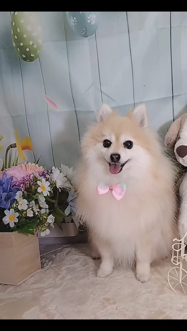 おまめちゃん🐶