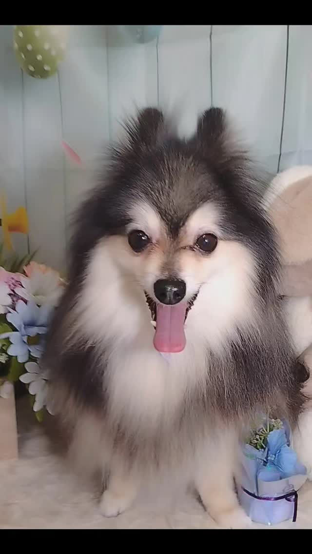 レオくん🐶