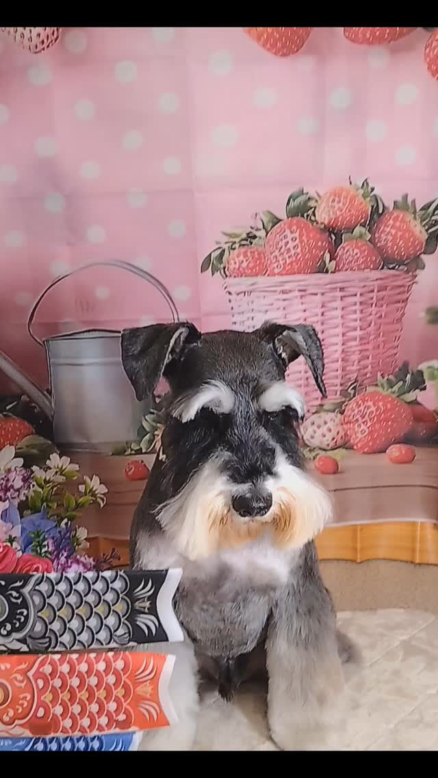 あかねちゃん🐶