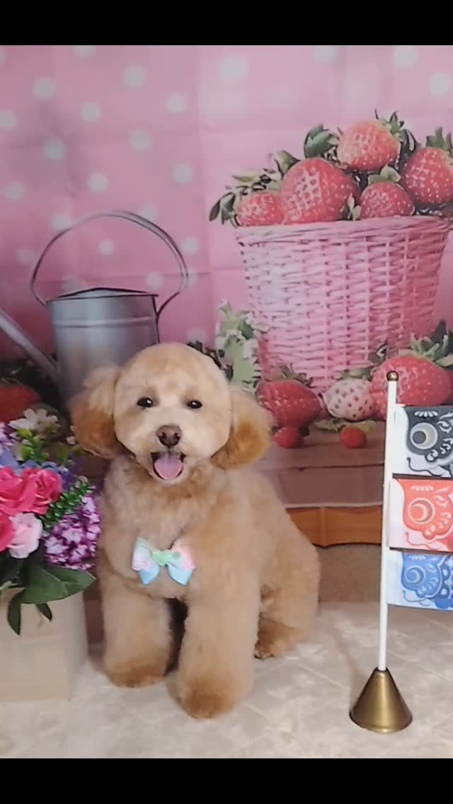 ロムくん🐶