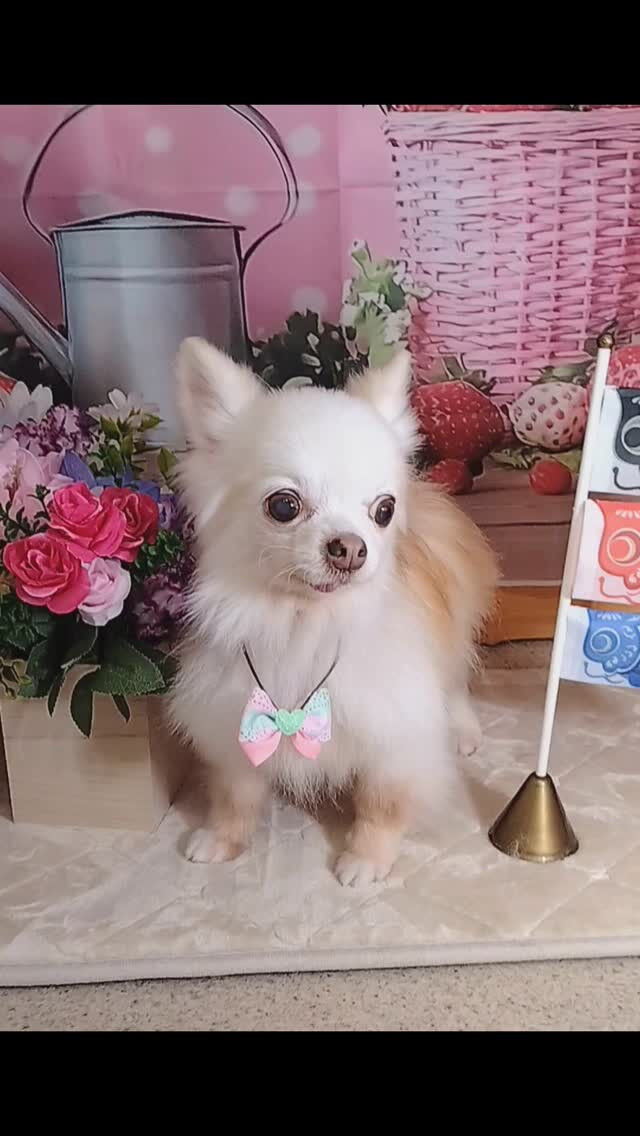 アキちゃん🐶