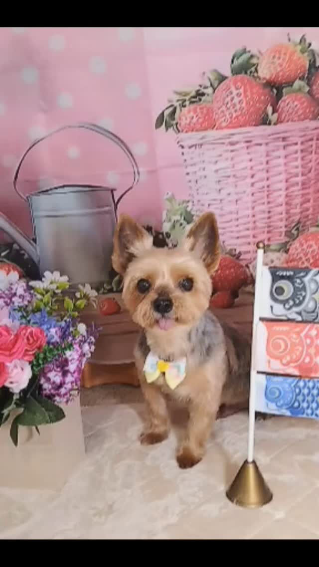 カイトくん🐶