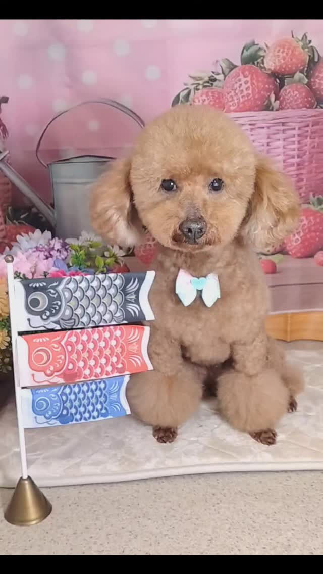 ムギちゃん🐶