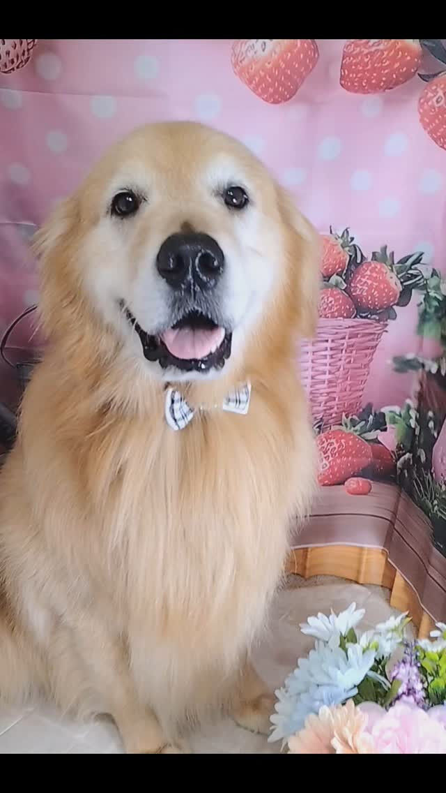 ココちゃん🐶