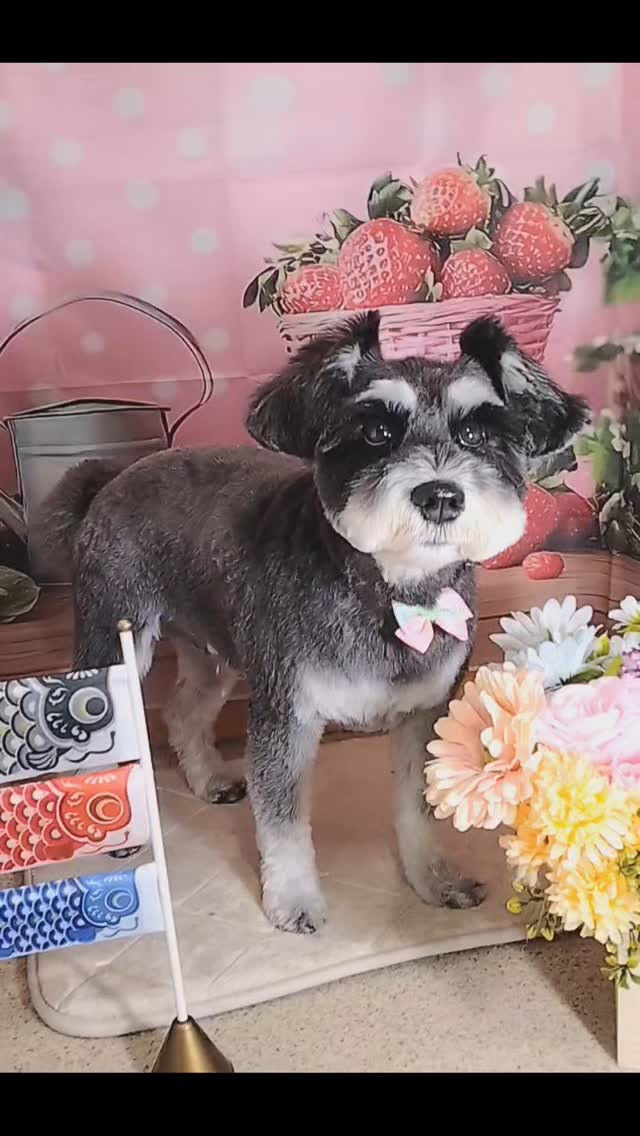 紅ちゃん🐶