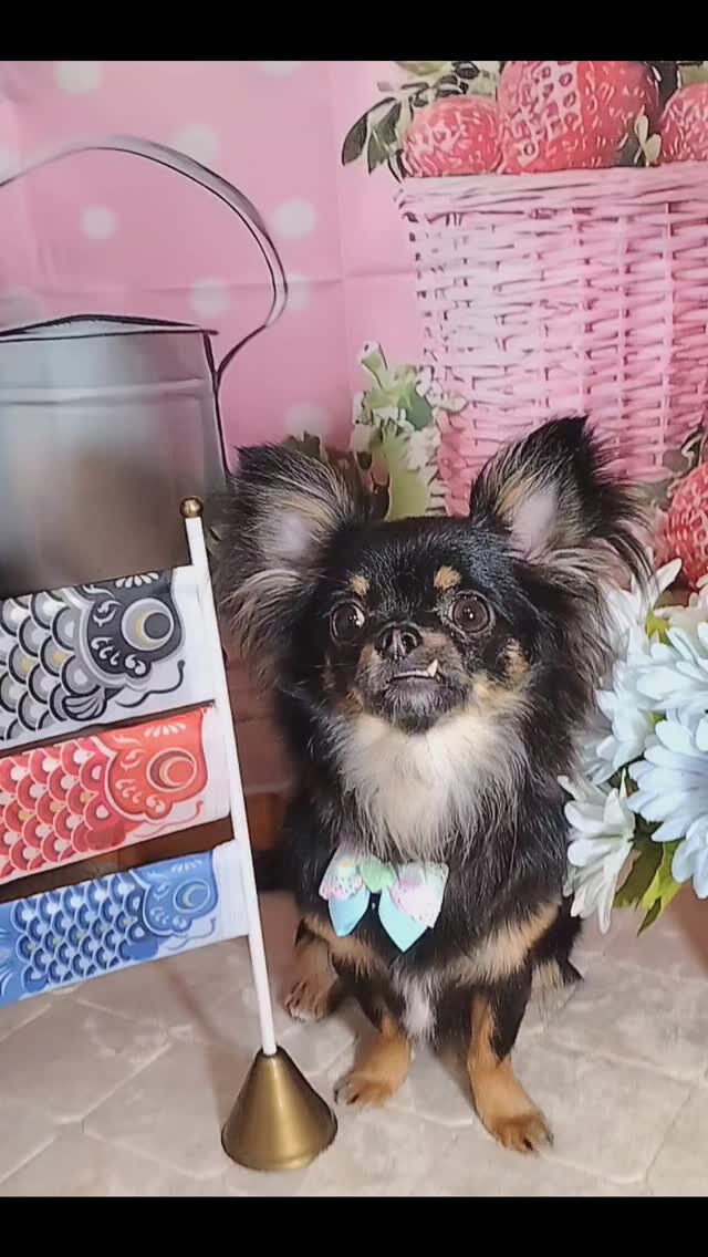 ラムちゃん🐶