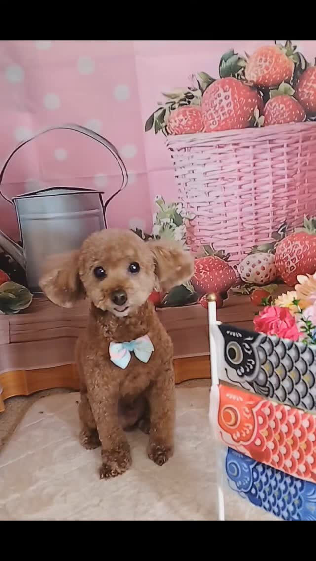 チョコちゃん🐶