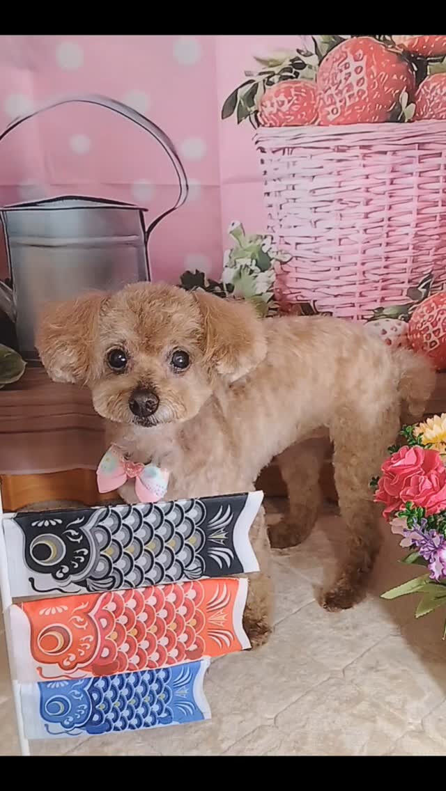 モカちゃん🐶