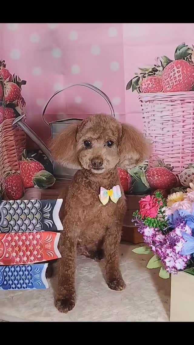ココちゃん🐶