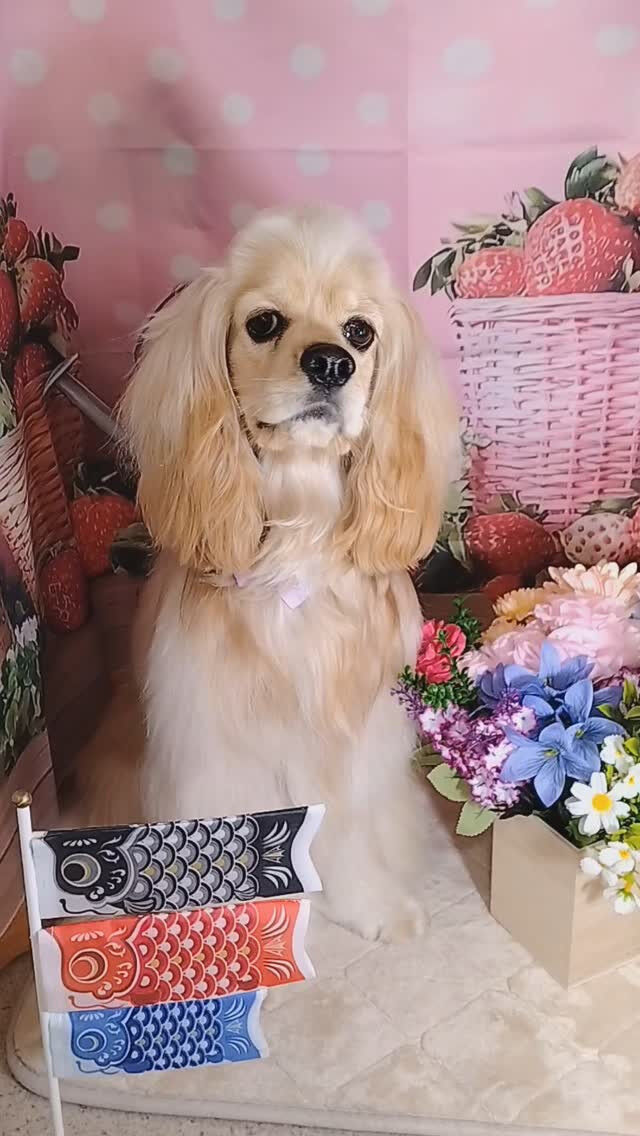 ペコちゃん🐶