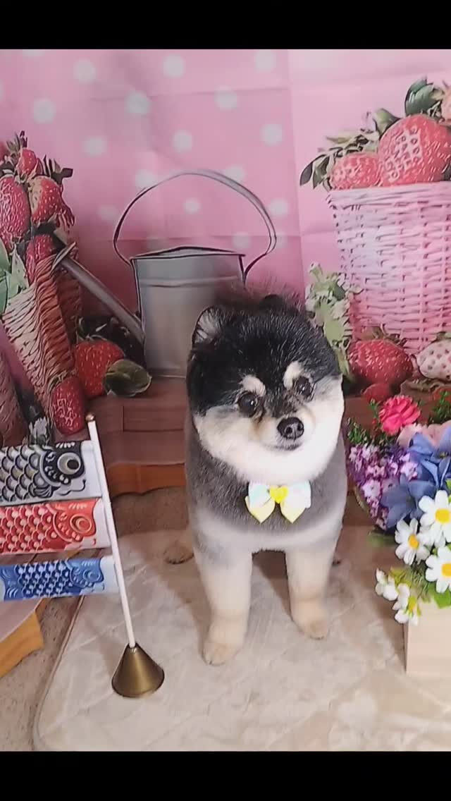 ソラちゃん🐶