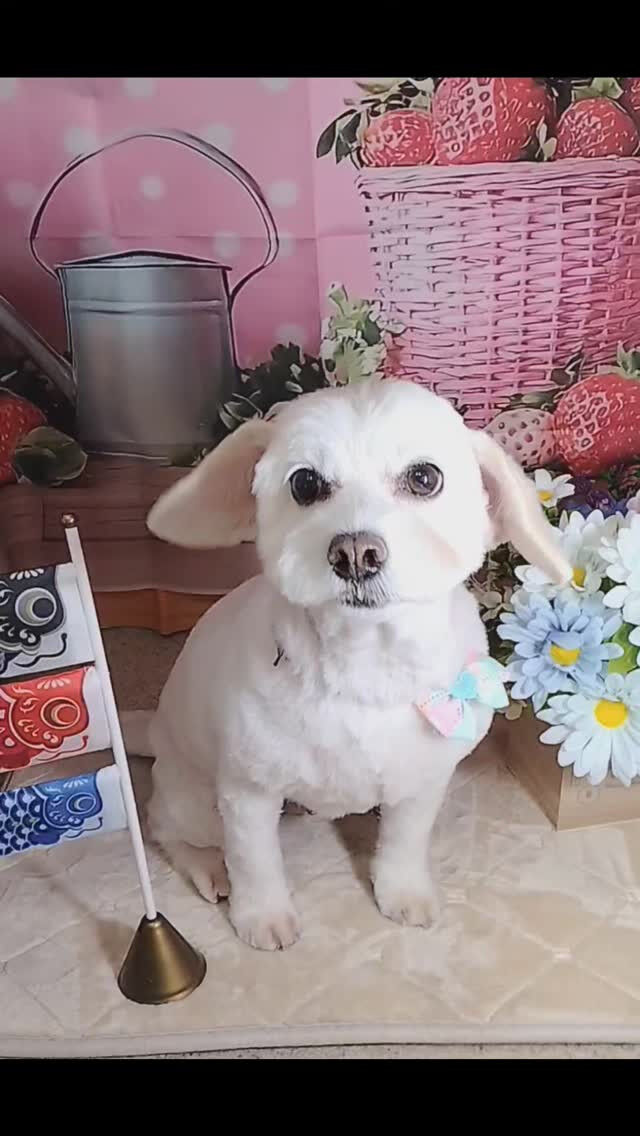 ましゅちゃん🐶