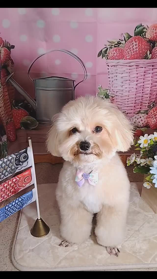 ぽてちゃん🐶