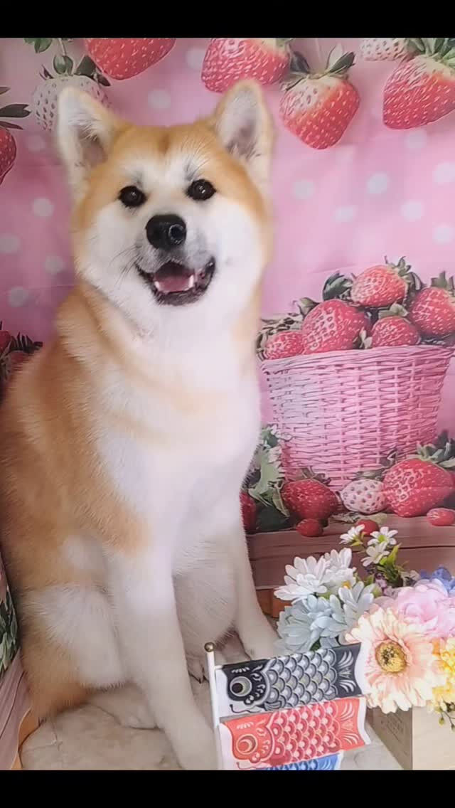 輝ちゃん🐶