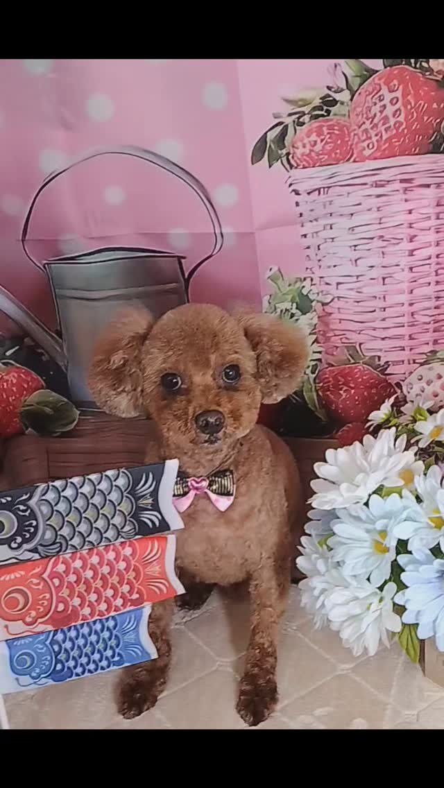 むぎちゃん🐶