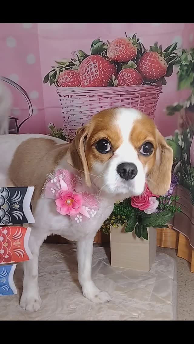 あんずちゃん🐶