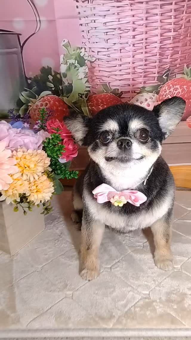 さくらちゃん🐶