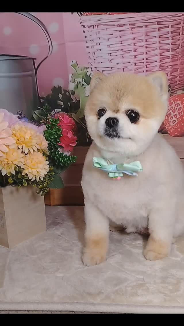 おもちちゃん🐶
