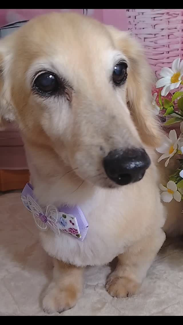 マロンちゃん🐶
