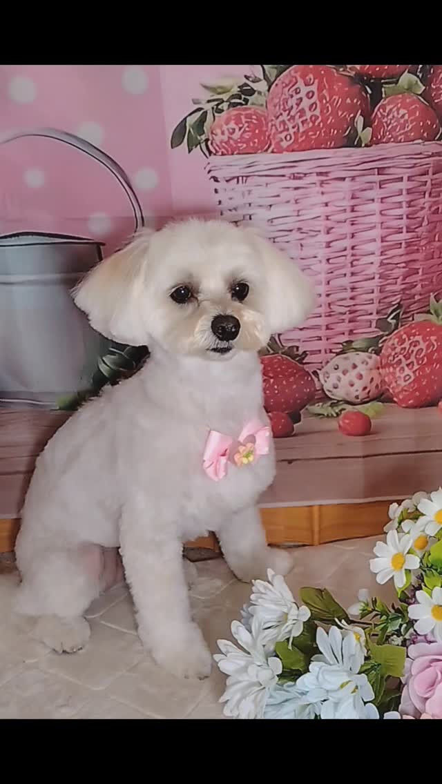 まろちゃん🐶